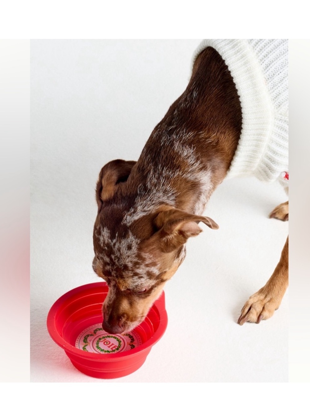 Anthropologie Bistro Tile Holiday Pet Bowl